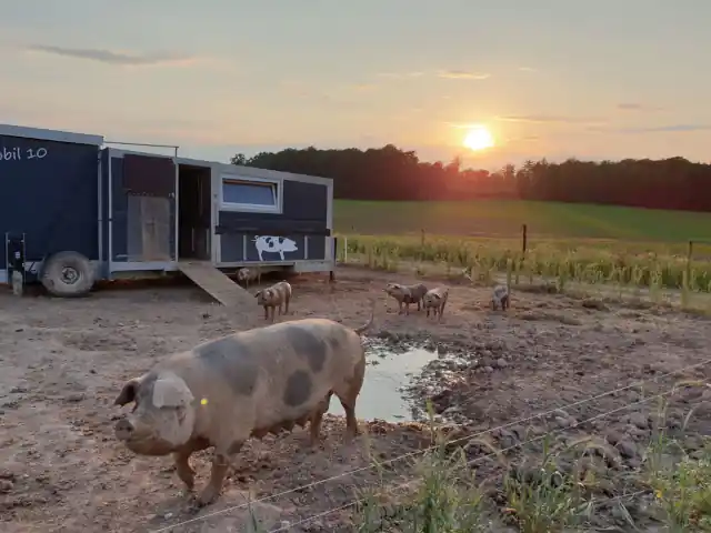 Schweinemobil auf einer Wiese